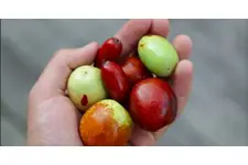 Hünnap Kullanımı ve Faydaları Nelerdir?