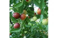 Hünnap Bitkisi Türleri ve Özellikleri