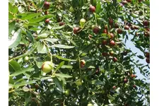 Hünnap Fidanı Türleri ve Özellikleri