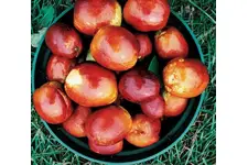 Hünnap Yetiştiriciliği