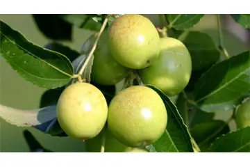 Hünnap Ağacı Kaç Yaşında Meyve Verir?